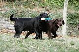 LABRADOR 809